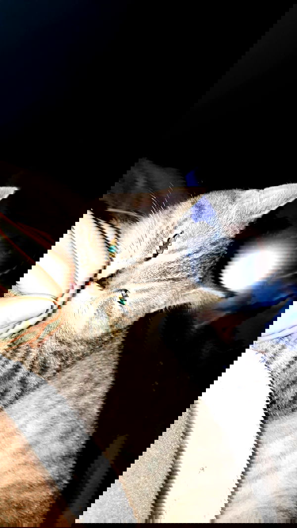 neomiconrad neomiconrad archive image