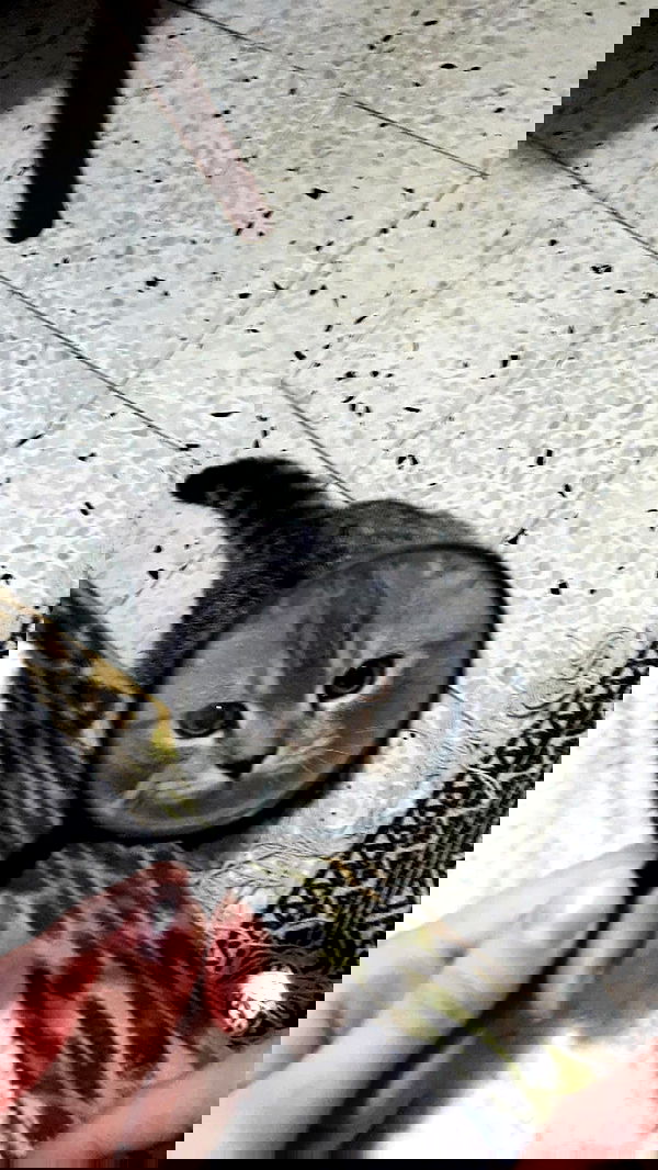 neomiconrad neomiconrad archive image