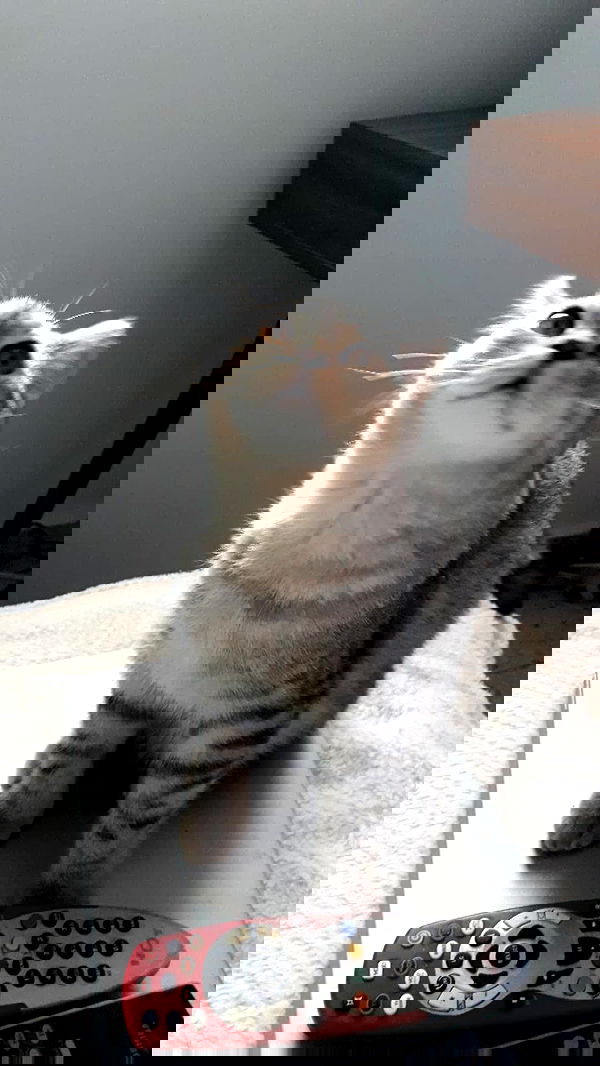 neomiconrad neomiconrad archive image