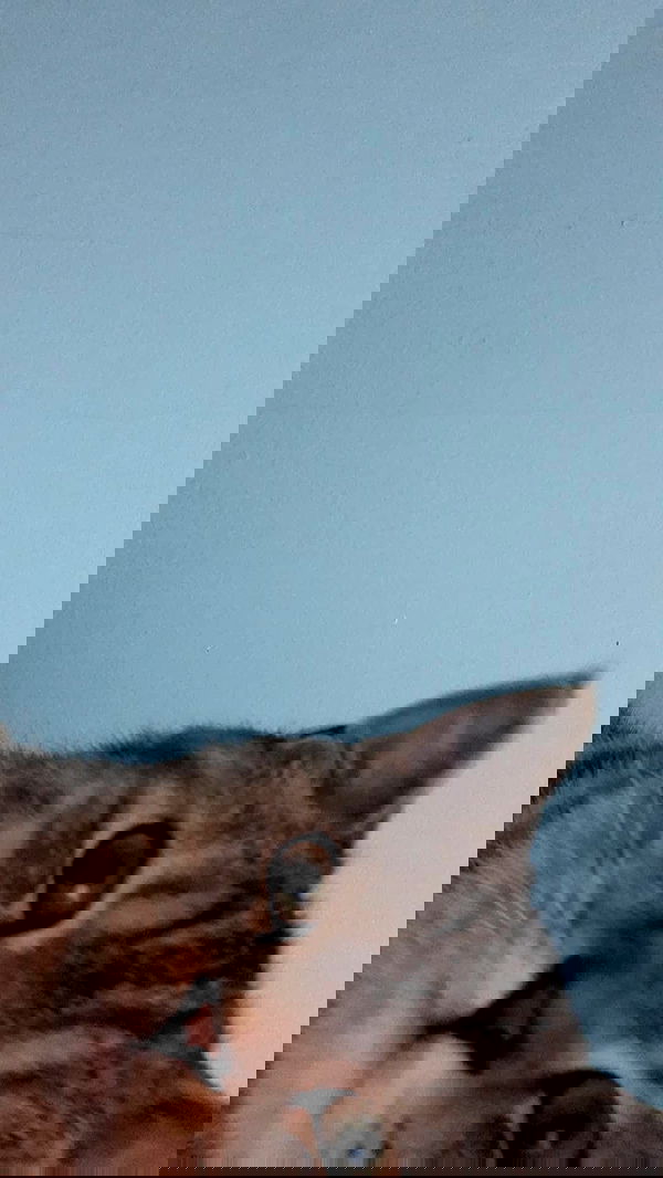 neomiconrad neomiconrad archive image