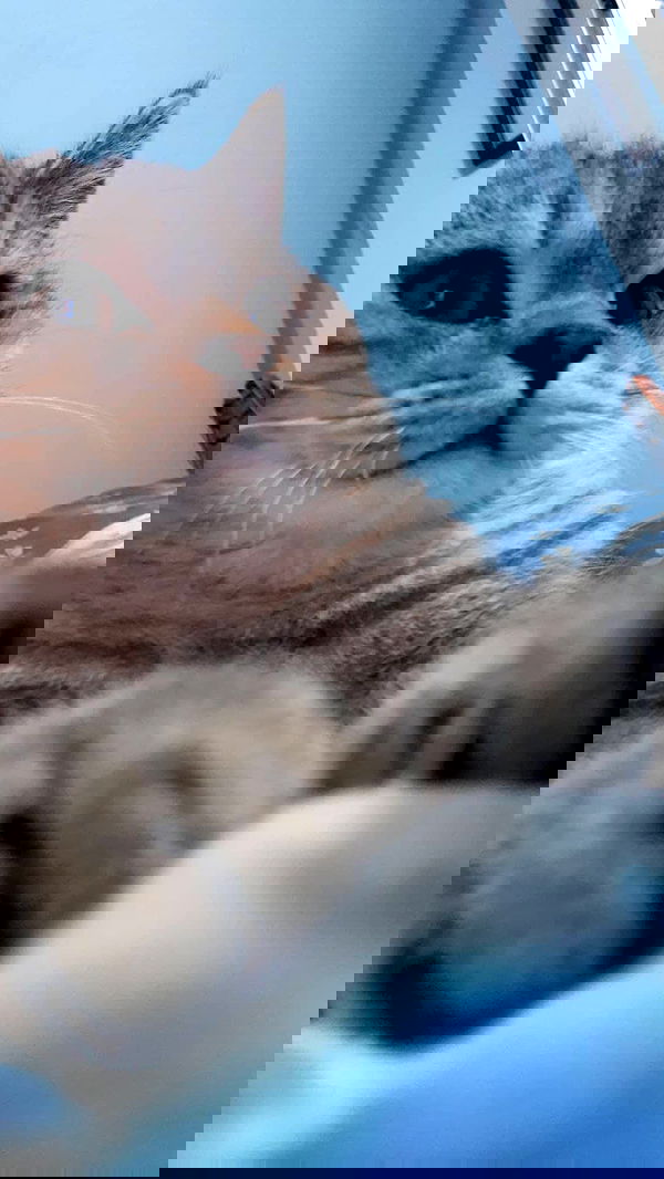 neomiconrad neomiconrad archive image