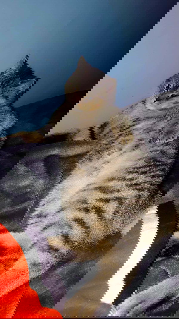 neomiconrad neomiconrad archive image