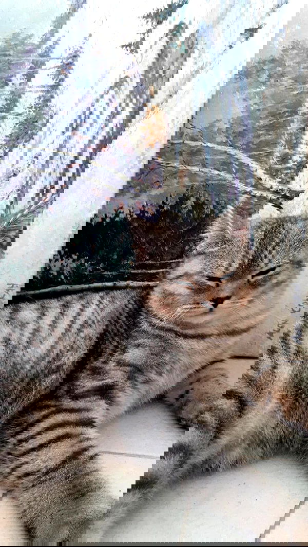 neomiconrad neomiconrad archive image