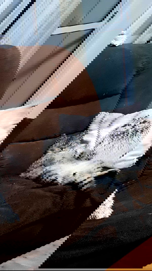 neomiconrad neomiconrad archive image