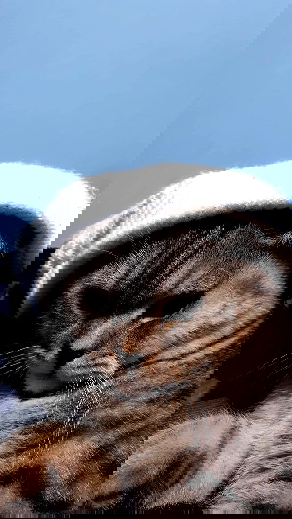 neomiconrad neomiconrad archive image