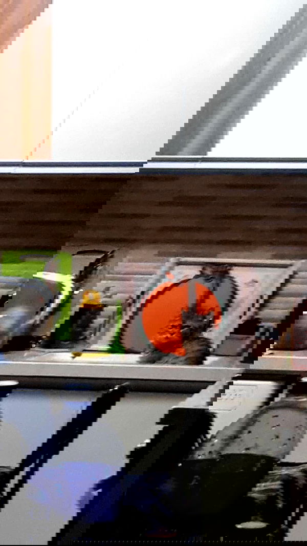 neomiconrad neomiconrad archive image