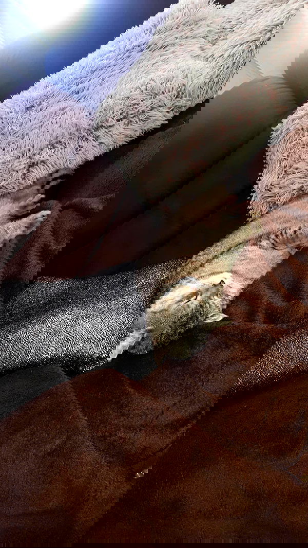 neomiconrad neomiconrad archive image