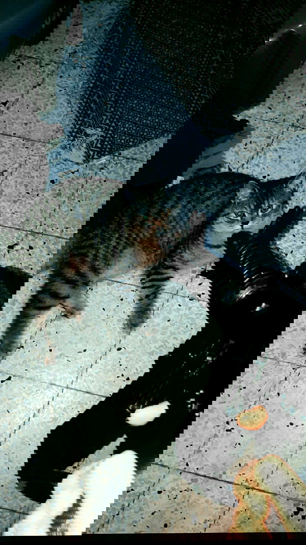 neomiconrad neomiconrad archive image