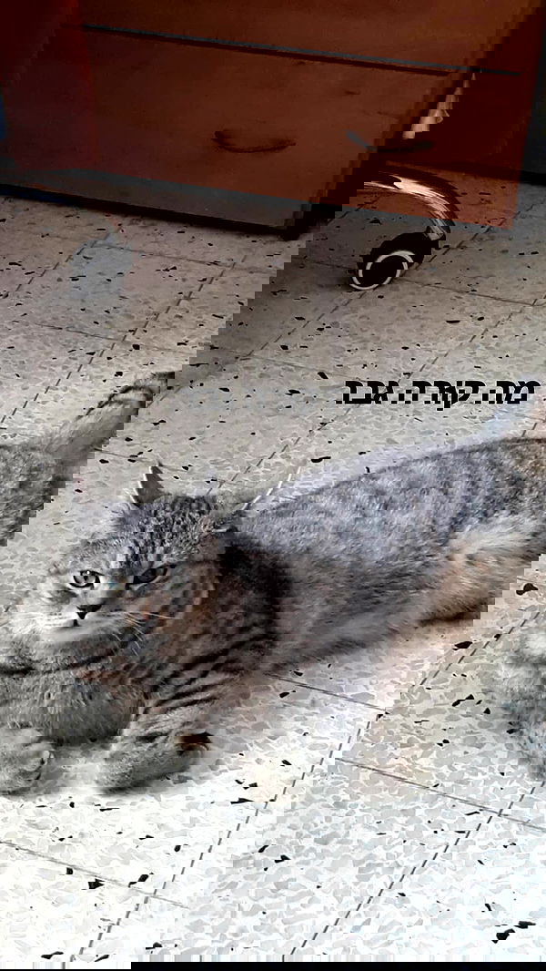 neomiconrad neomiconrad archive image