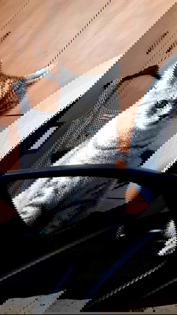 neomiconrad neomiconrad archive image