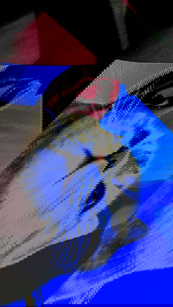 neomiconrad neomiconrad archive image