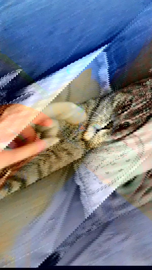 neomiconrad neomiconrad archive image