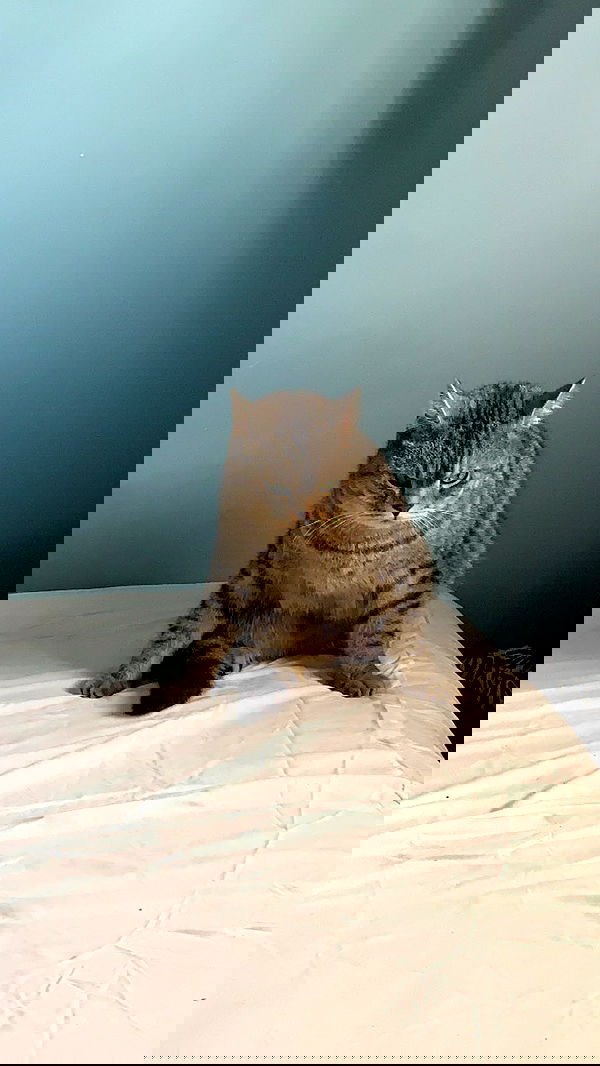 neomiconrad neomiconrad archive image