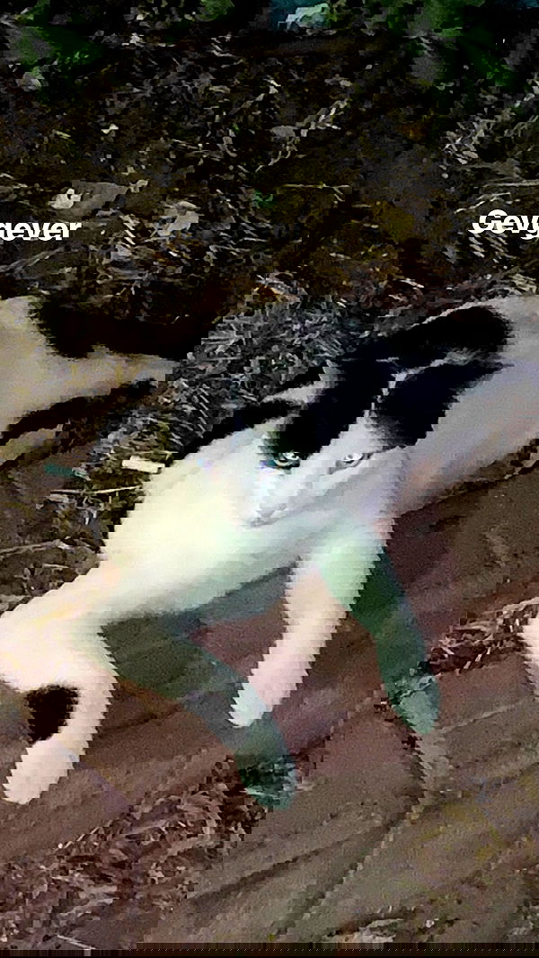 neomiconrad neomiconrad archive image