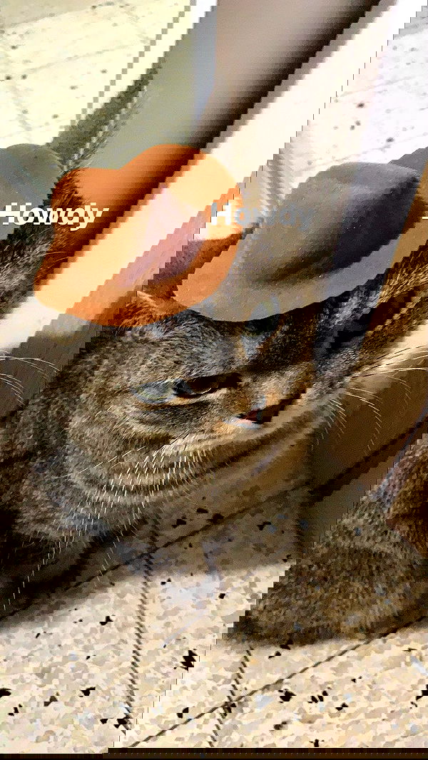 neomiconrad neomiconrad archive image