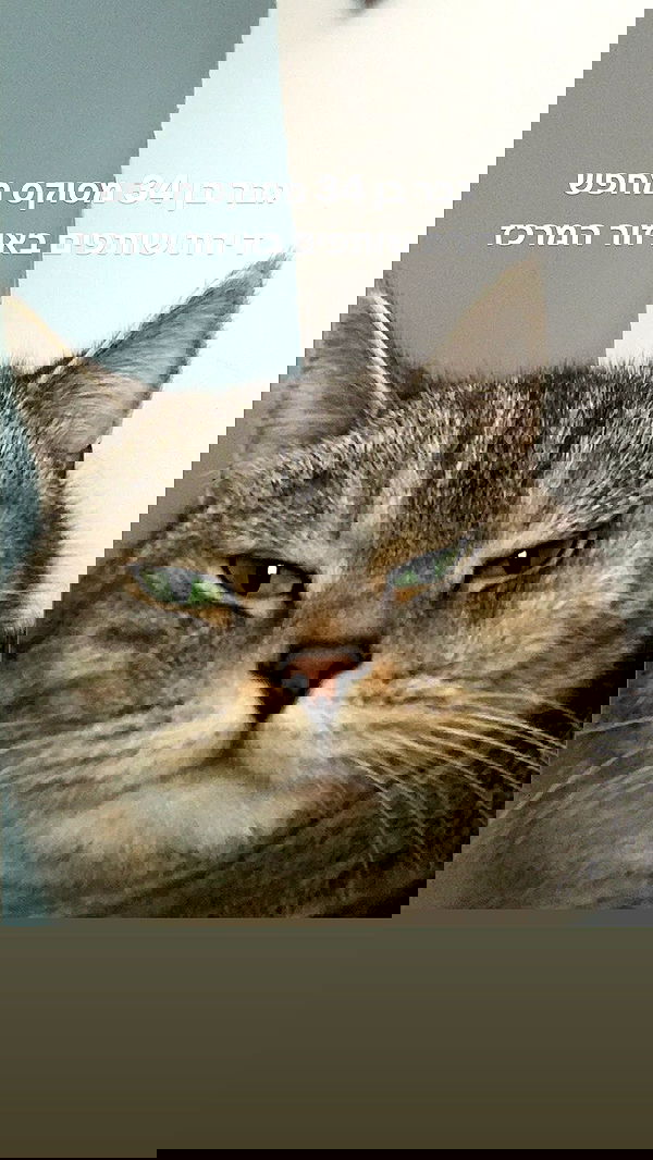 neomiconrad neomiconrad archive image