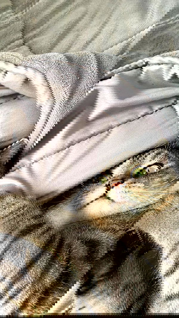 neomiconrad neomiconrad archive image