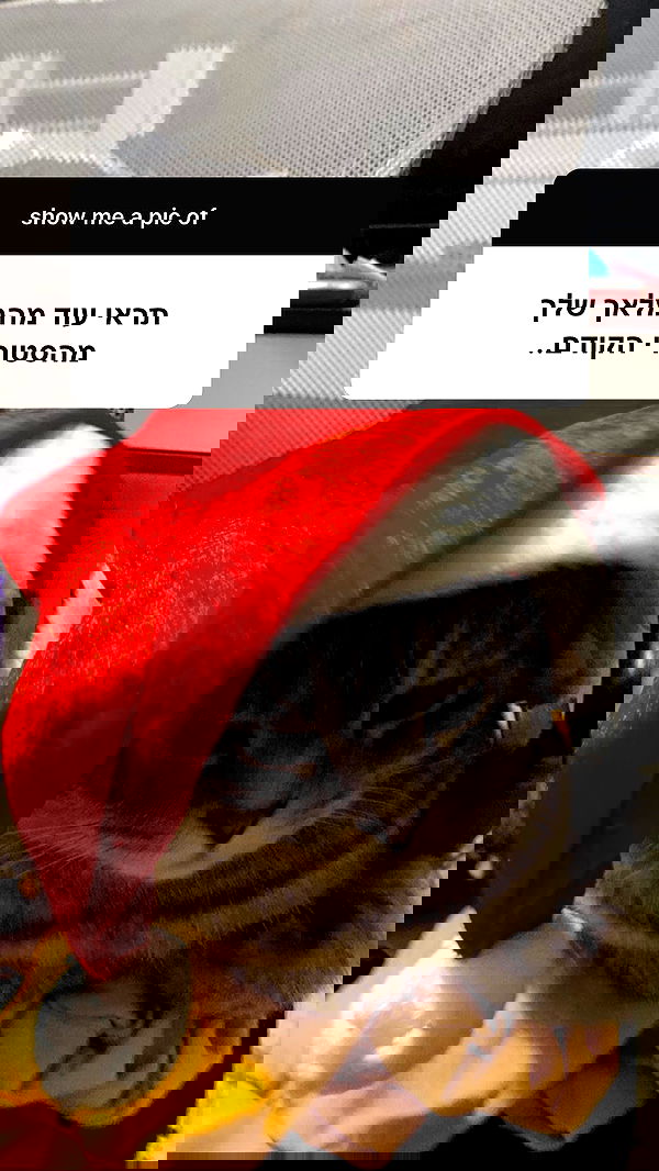 neomiconrad neomiconrad archive image