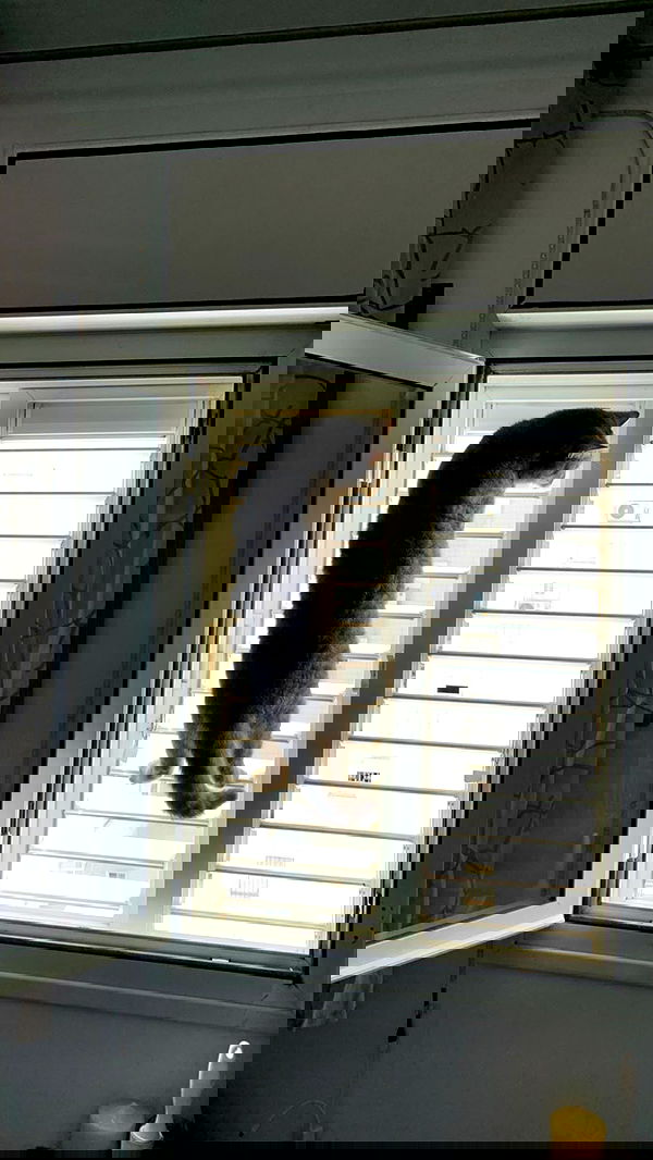 neomiconrad neomiconrad archive image