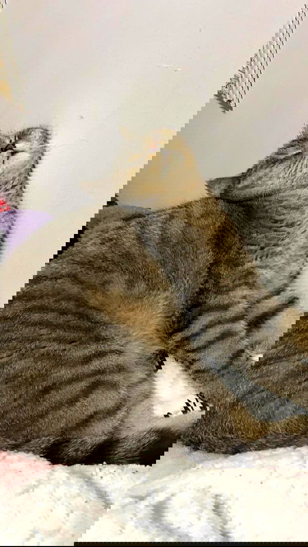 neomiconrad neomiconrad archive image