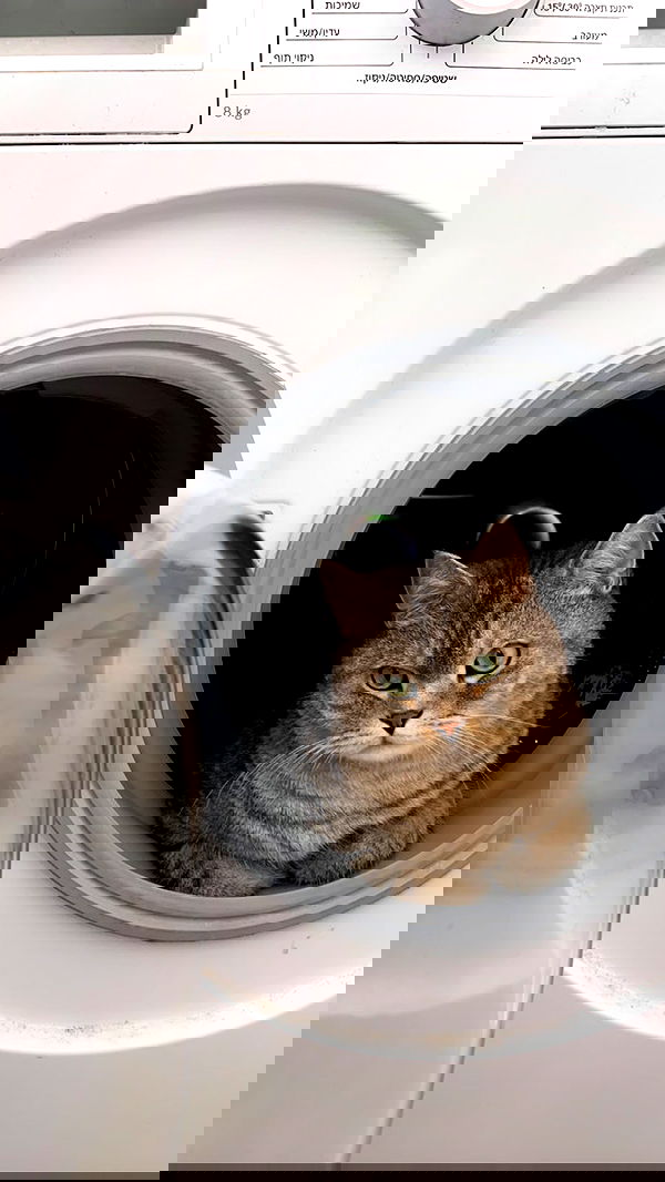 neomiconrad neomiconrad archive image