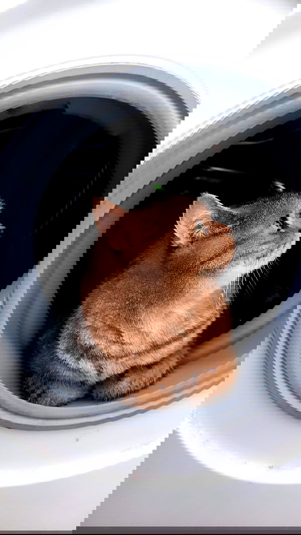 neomiconrad neomiconrad archive image