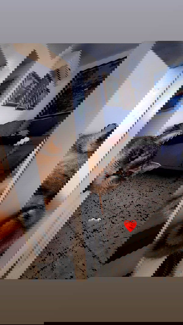 neomiconrad neomiconrad archive image