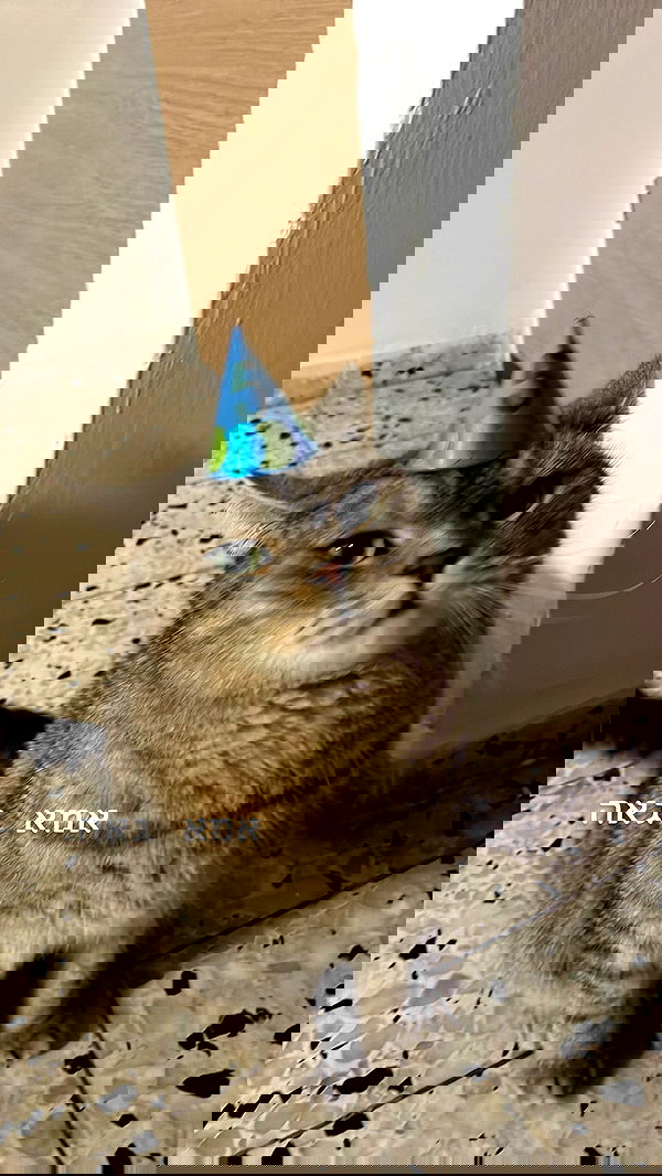 neomiconrad neomiconrad archive image