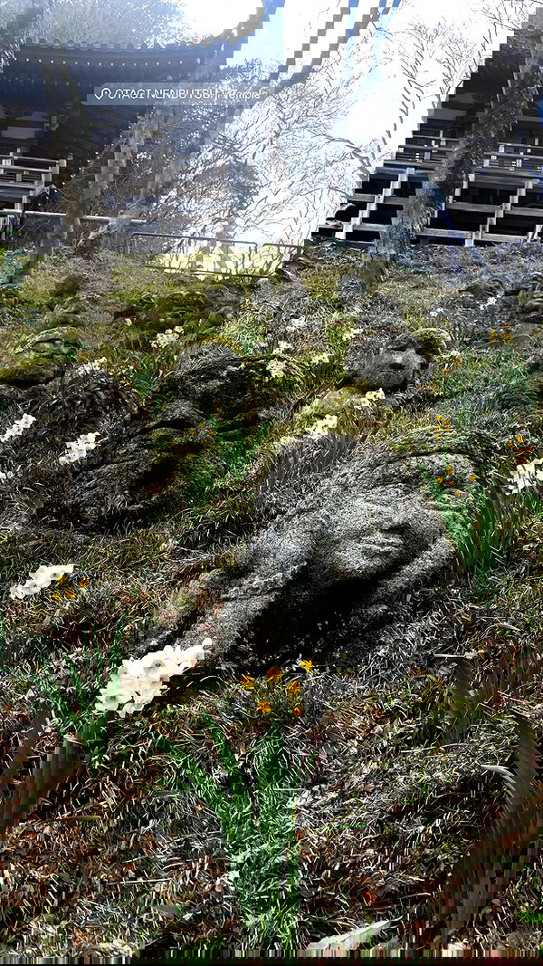 neomiconrad neomiconrad archive image