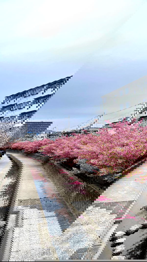 neomiconrad neomiconrad archive image