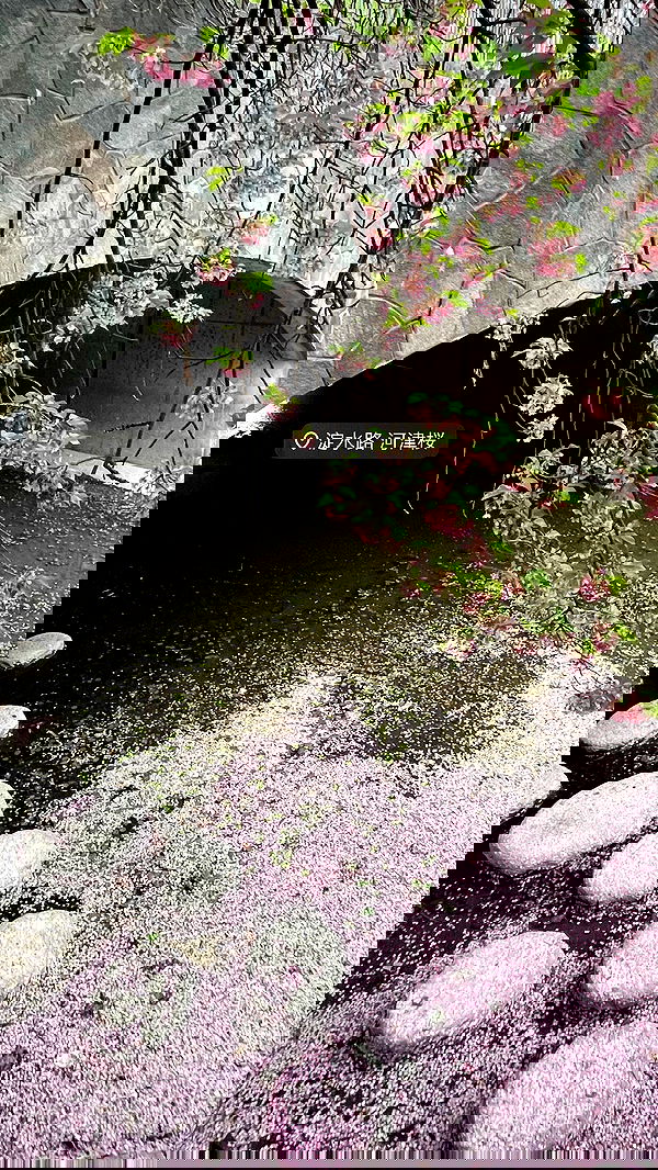 neomiconrad neomiconrad archive image