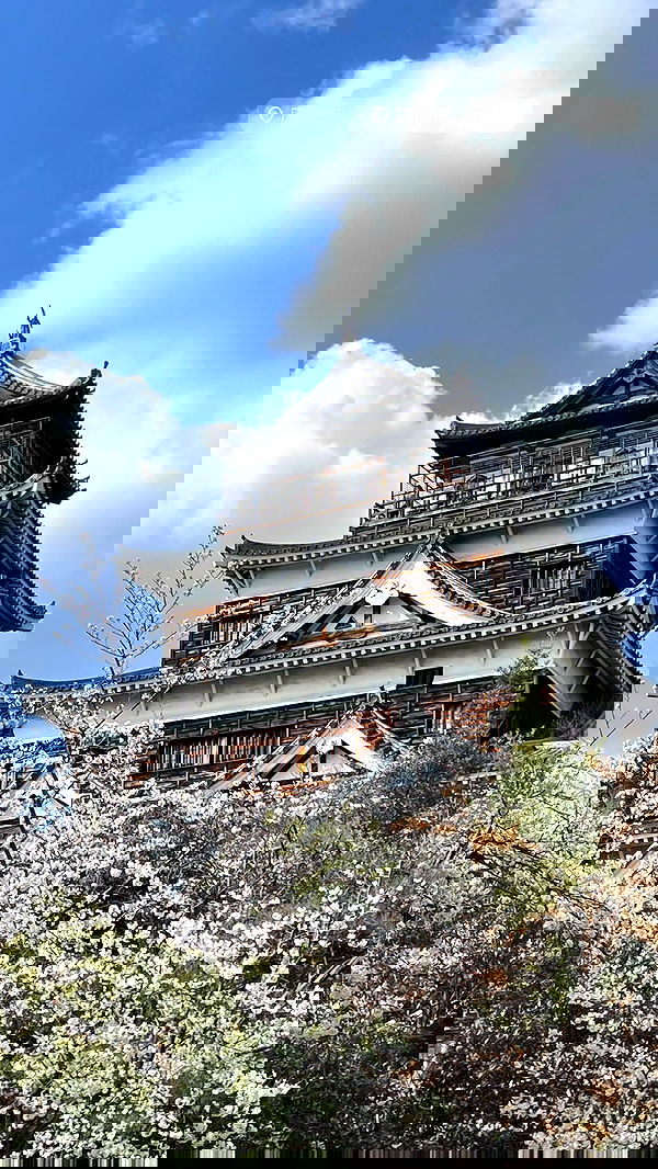 neomiconrad neomiconrad archive image