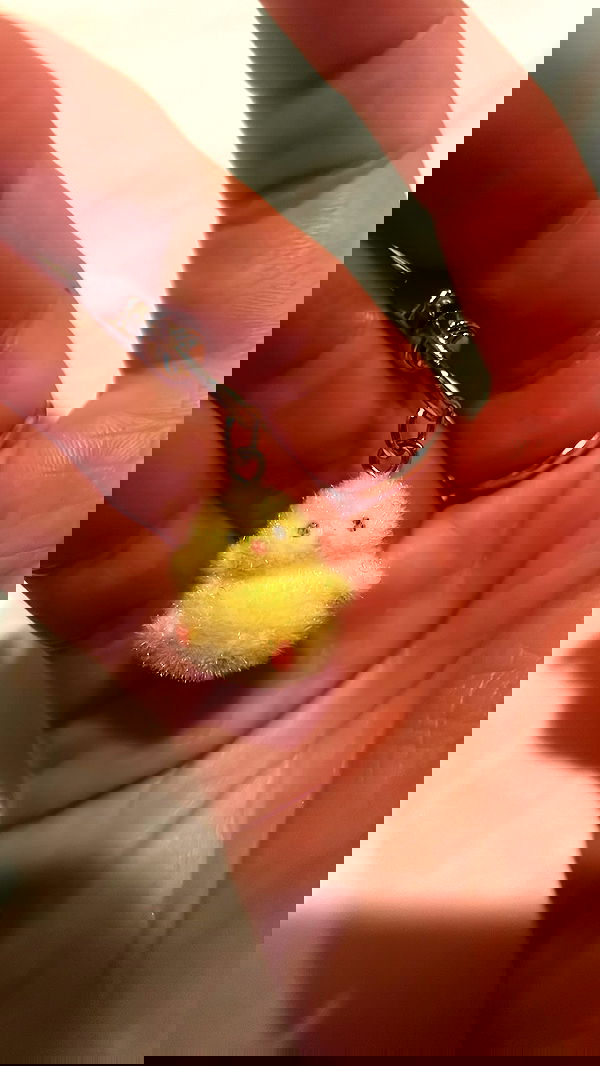 neomiconrad neomiconrad archive image