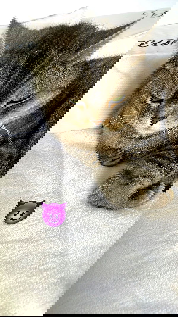 neomiconrad neomiconrad archive image