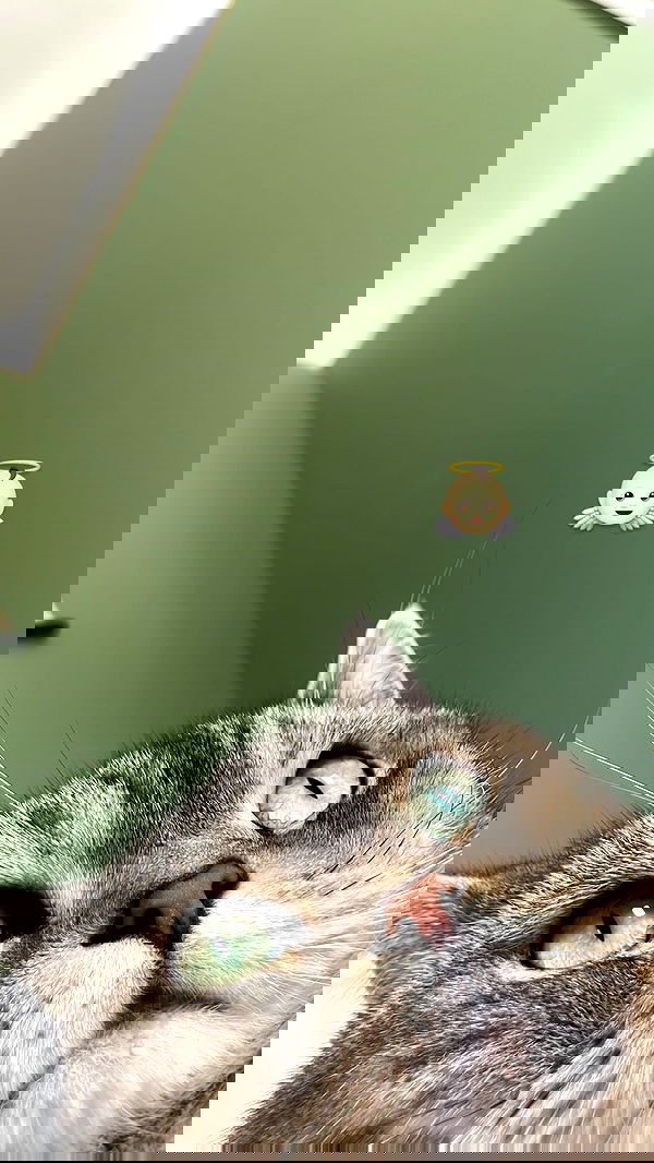 neomiconrad neomiconrad archive image