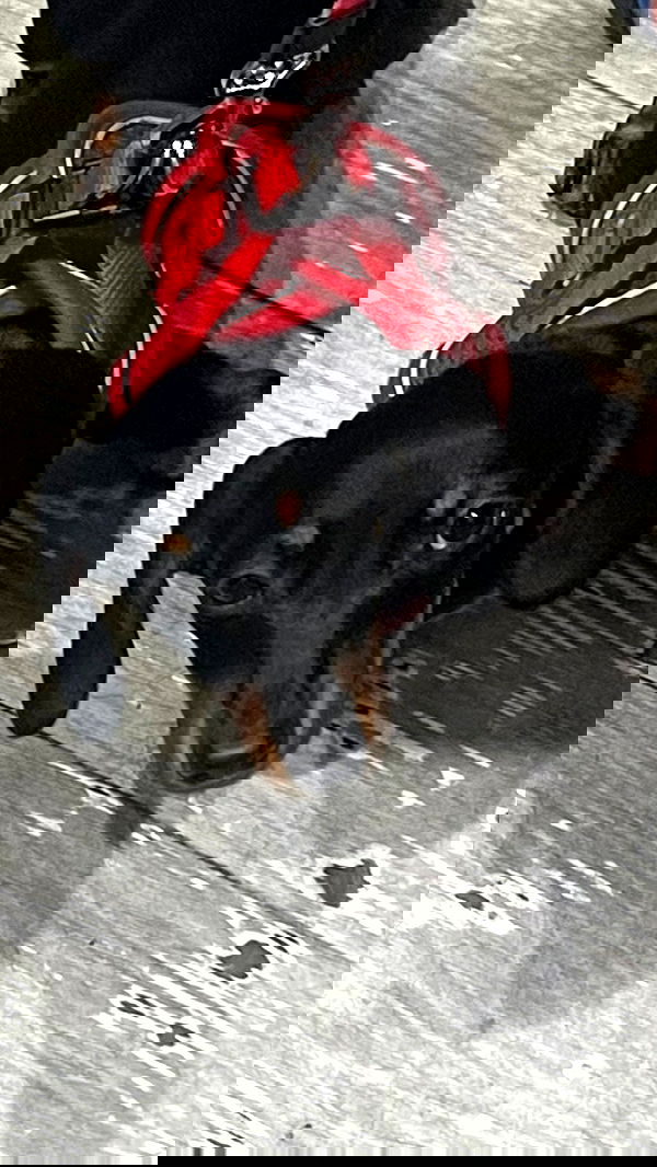 neomiconrad neomiconrad archive image