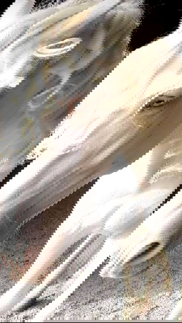 nessabarrett image ~ Altpins