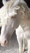 nessabarrett Altpins Profile Picture