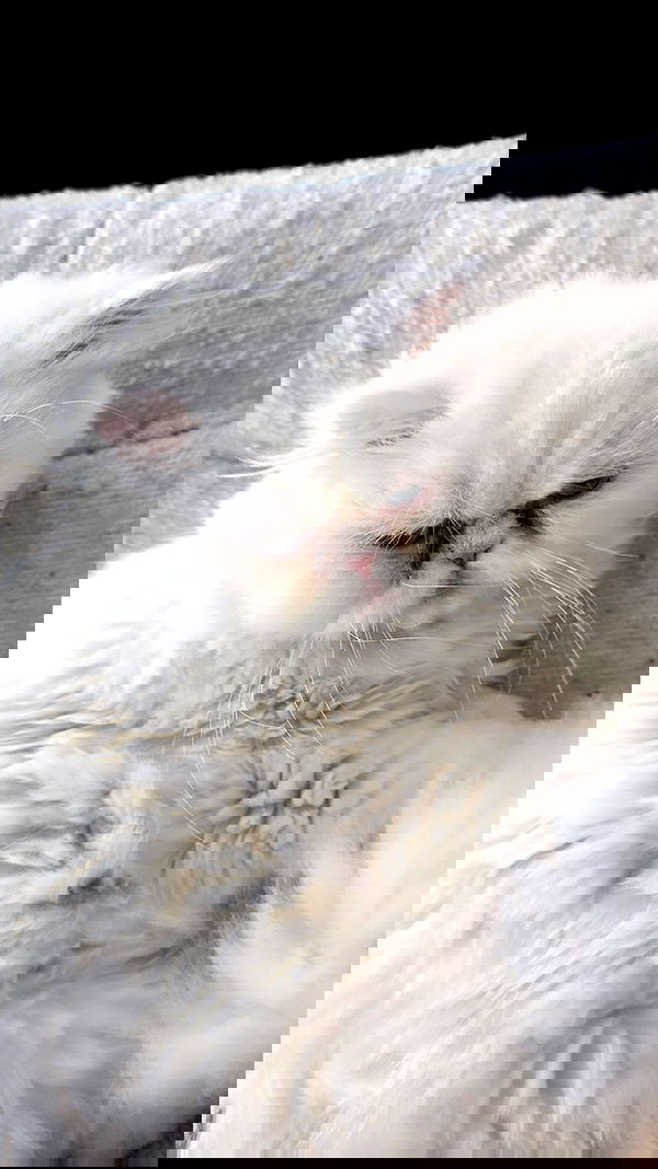 nessabarrett image ~ Altpins