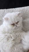 nessabarrett Altpins Profile Picture