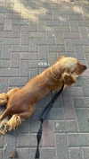 netabar Altpins Profile Picture