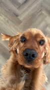 netabar Altpins Profile Picture