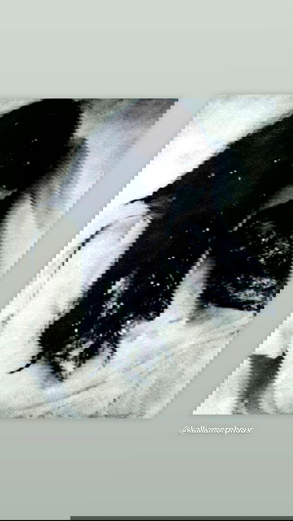 nettakatycat image ~ Altpins