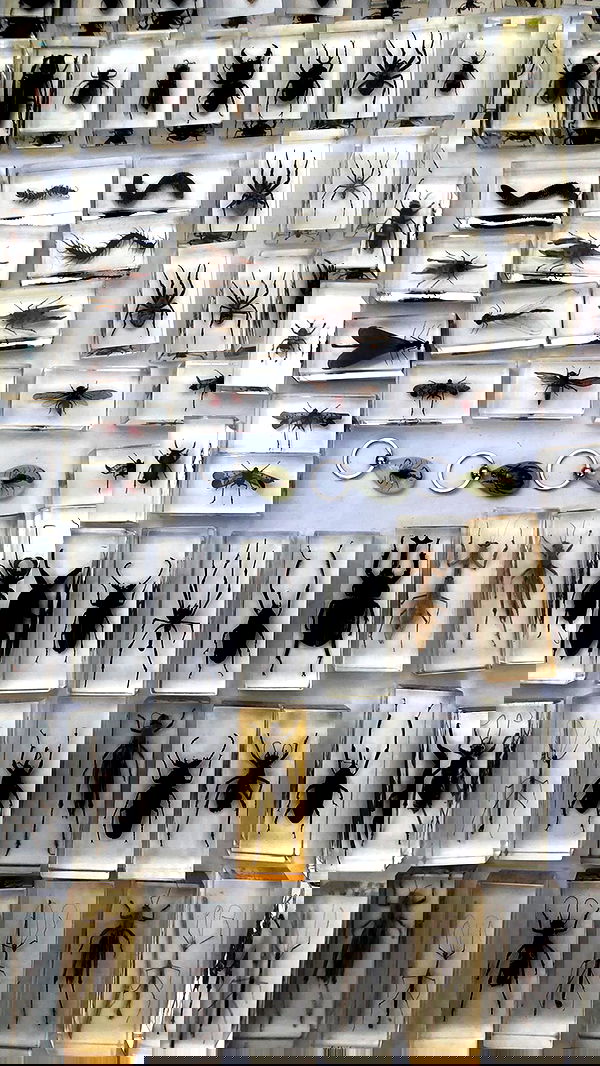 nettakatycat image ~ Altpins