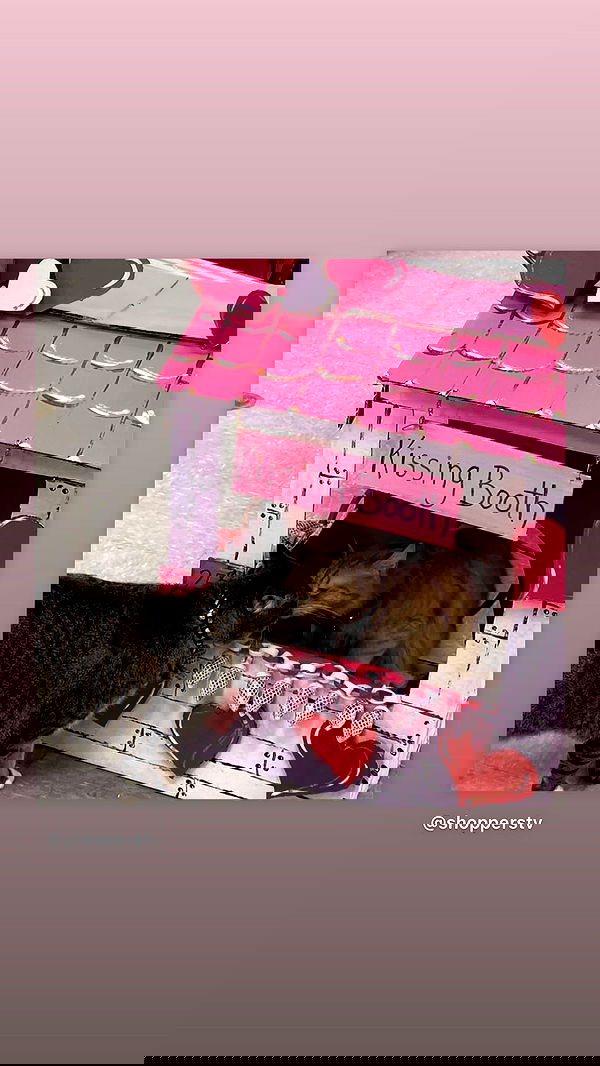 nettakatycat image ~ Altpins