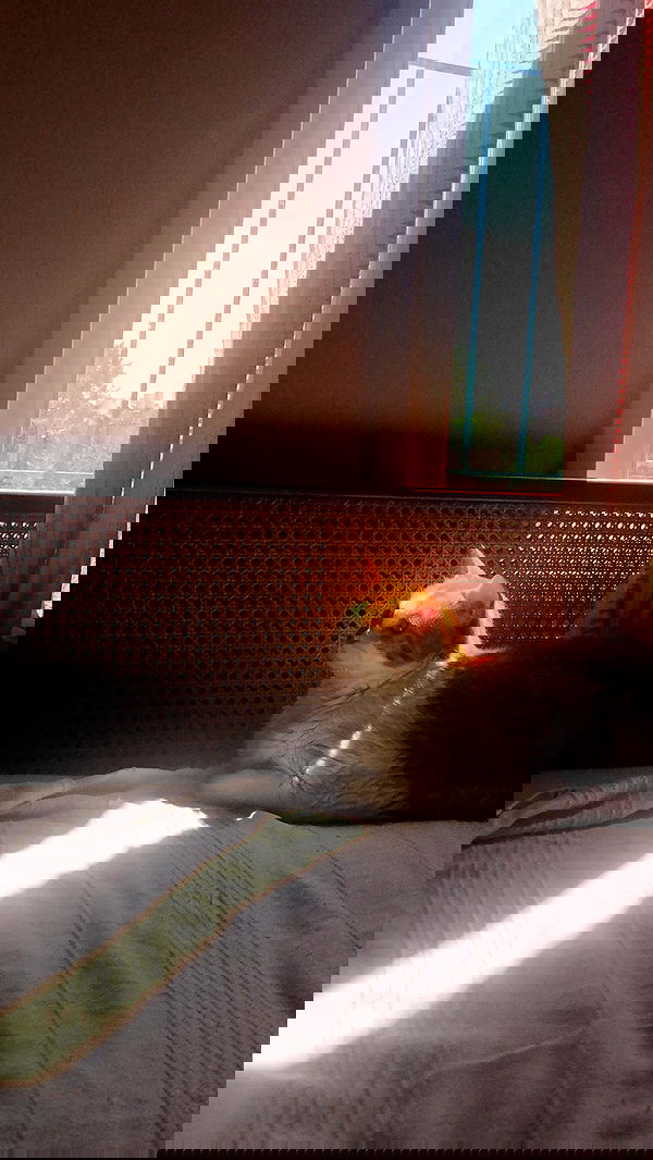 nettakatycat image ~ Altpins