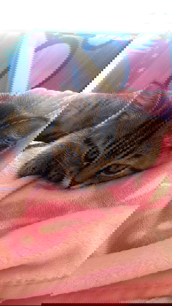 nettakatycat image ~ Altpins