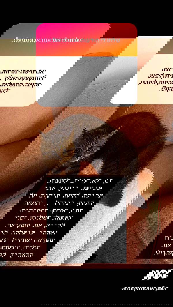 nettakatycat image ~ Altpins