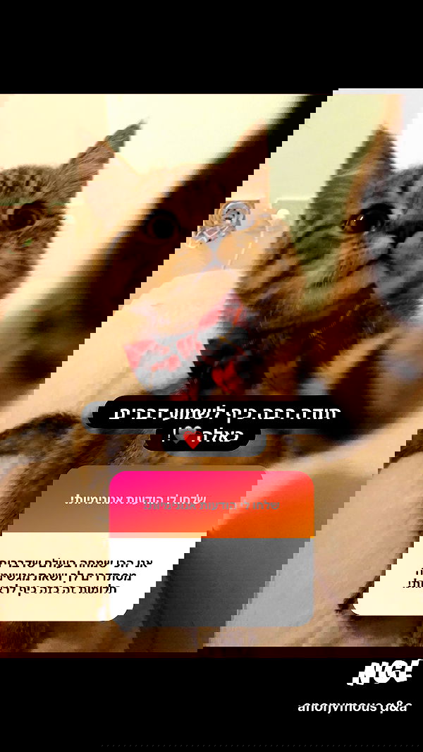 nettakatycat image ~ Altpins