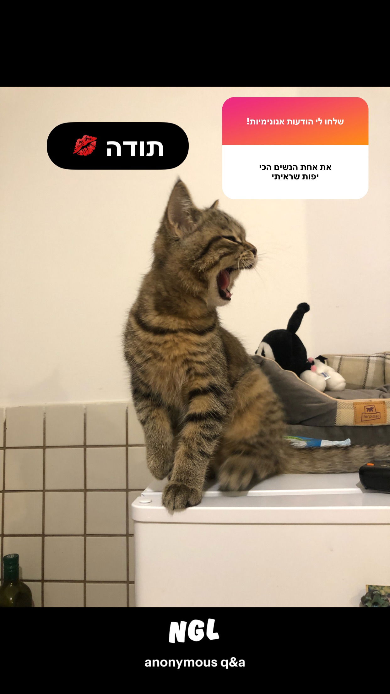 nettakatycat instagram image archive image